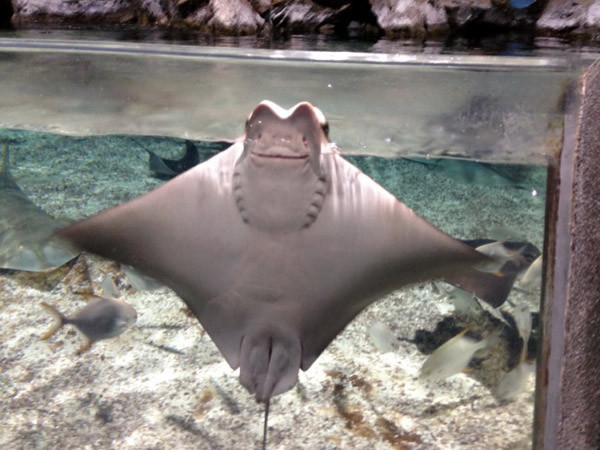 chum anh chung minh dong vat co the cuoi toe toet nhu nguoi