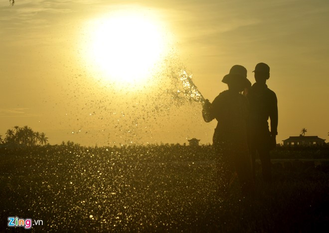 ngam mat troi ruc ro tren dao ly son