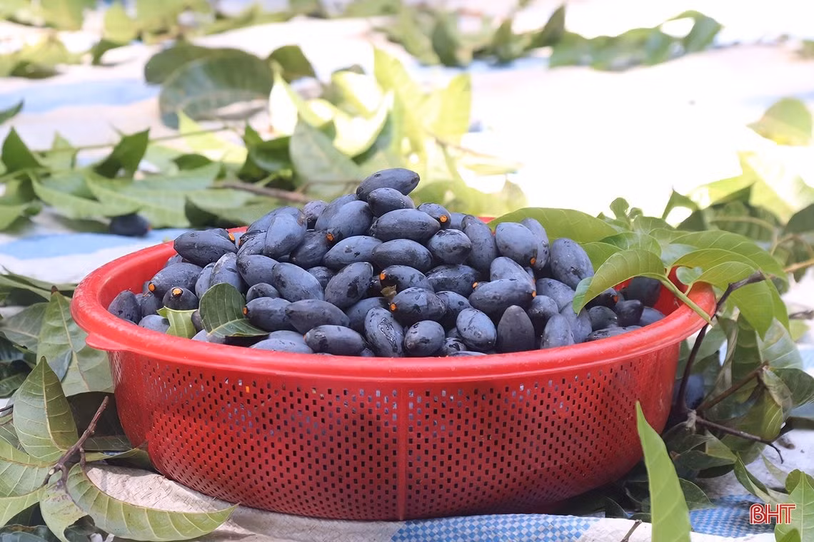 Mùa trám đen ở huyện miền núi Hà Tĩnh