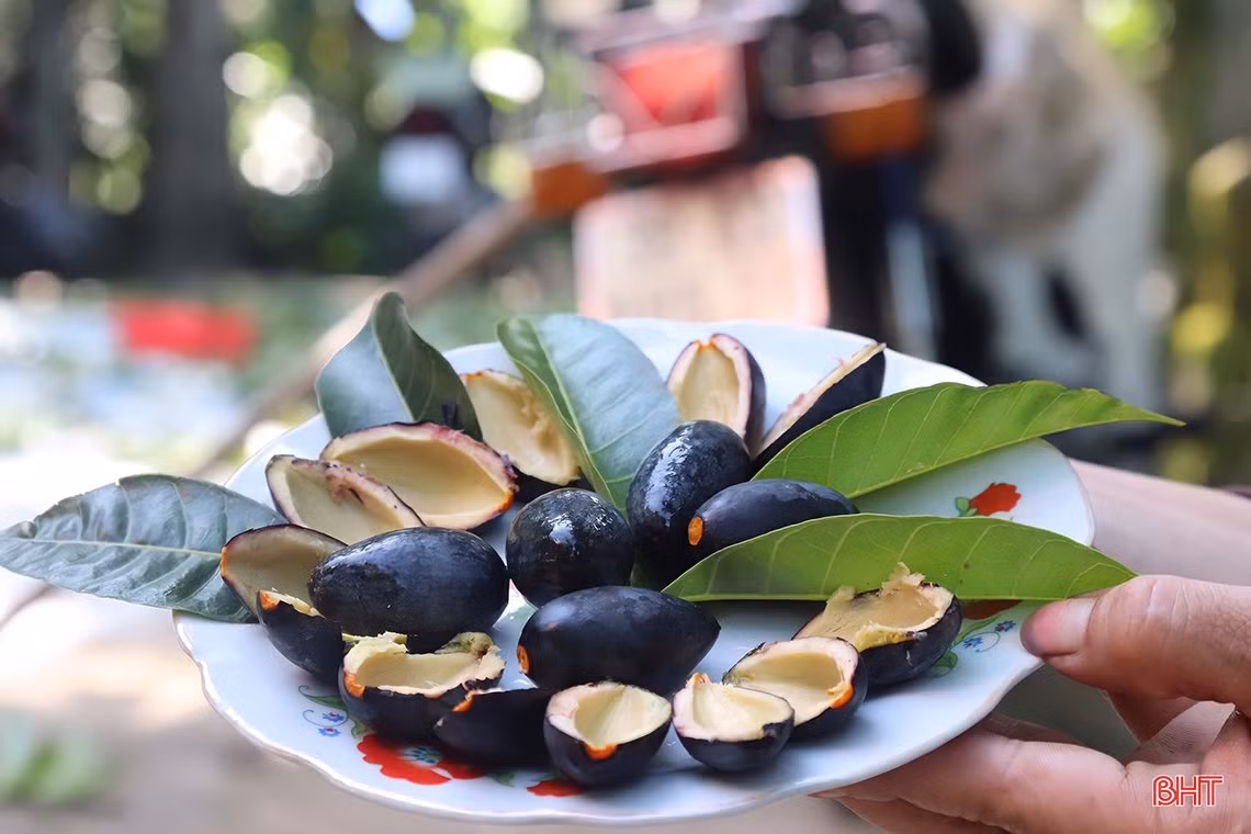 Mùa trám đen ở huyện miền núi Hà Tĩnh