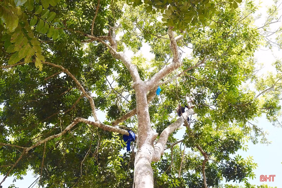 Mùa trám đen ở huyện miền núi Hà Tĩnh