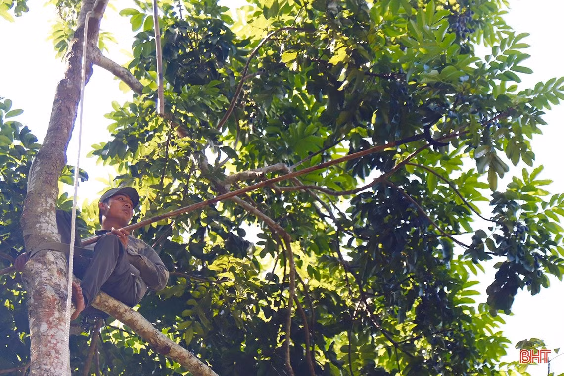 Mùa trám đen ở huyện miền núi Hà Tĩnh