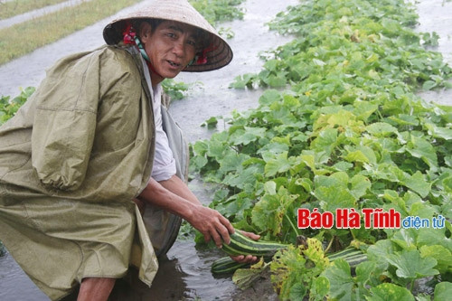 Mưa lớn làm ngập nhiều hoa màu tại Hà Tĩnh