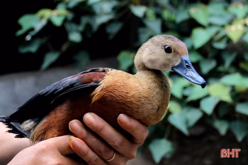 2 tháng nuôi chim le le, một nông dân Hà Tĩnh lãi hàng chục triệu