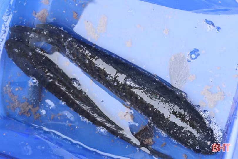 Gần 40 cần thủ Hà Tĩnh so tài câu cá lóc bằng bát cuốn tay 