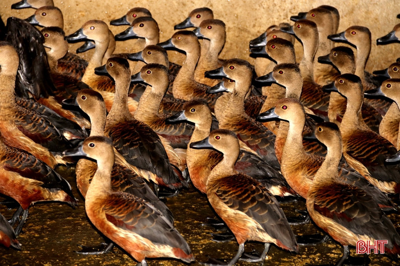 2 tháng nuôi chim le le, một nông dân Hà Tĩnh lãi hàng chục triệu ảnh 7 2 tháng nuôi chim le le, một nông dân Hà Tĩnh lãi hàng chục triệu