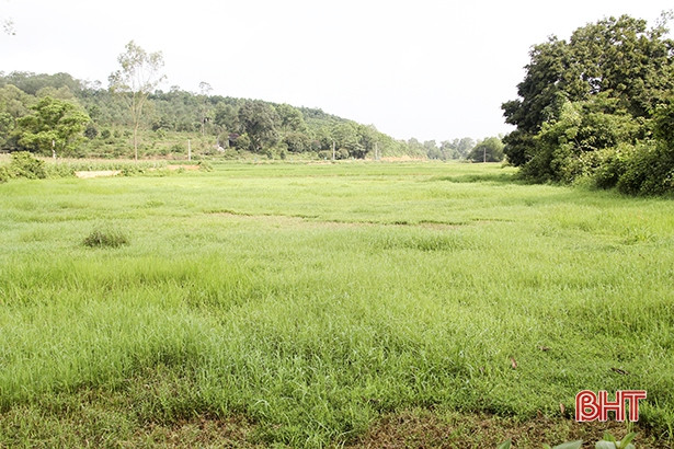 BQL Dự án NN&PTNT Hà Tĩnh “loay hoay” xử lý ruộng bị bồi lấp ở Đức Thọ