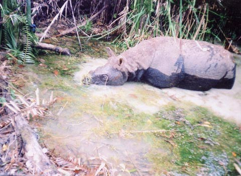 Bức ảnh cuối cùng về tê giác một sừng ở Việt Nam. Ảnh: WWF. Bức ảnh cuối cùng về tê giác một sừng ở Việt Nam. Ảnh: WWF.