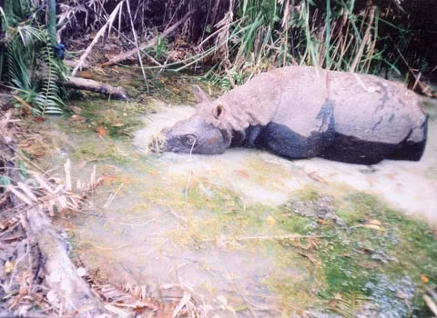 Bức ảnh cuối cùng về tê giác một sừng ở Việt Nam. Ảnh: WWF.