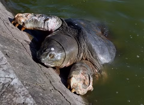 Rùa Hồ Gươm nổi ngày 11/12. Ảnh: Vũ Long.