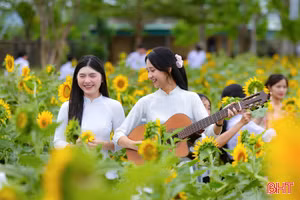 Rực rỡ vườn hoa hướng dương ở ngôi trường ven biển Hà Tĩnh