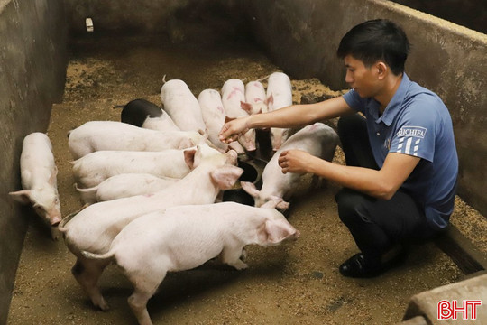 Nông dân Hương Sơn "bắt tay" doanh nghiệp nuôi lợn sạch