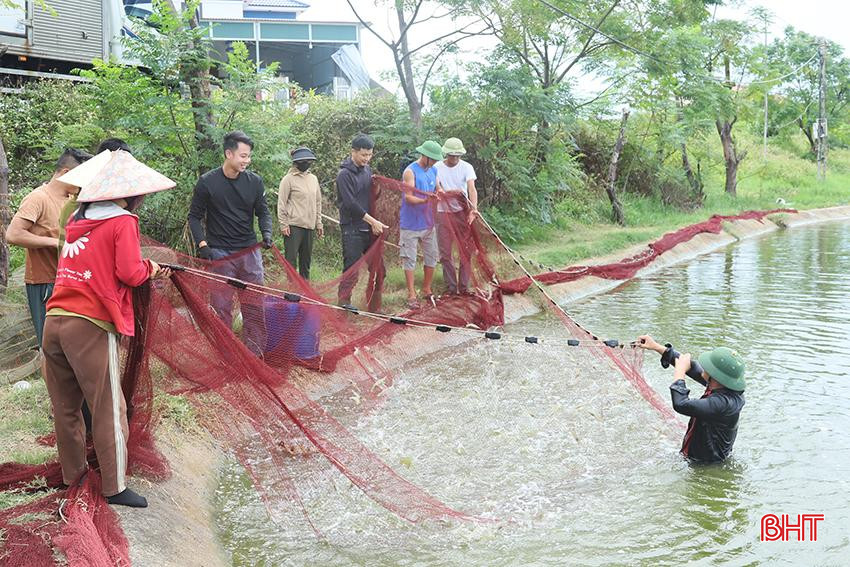 Các hộ nuôi tại Cẩm Xuyên thu hoạch tôm, đề phòng mưa lũ. J1.jpg