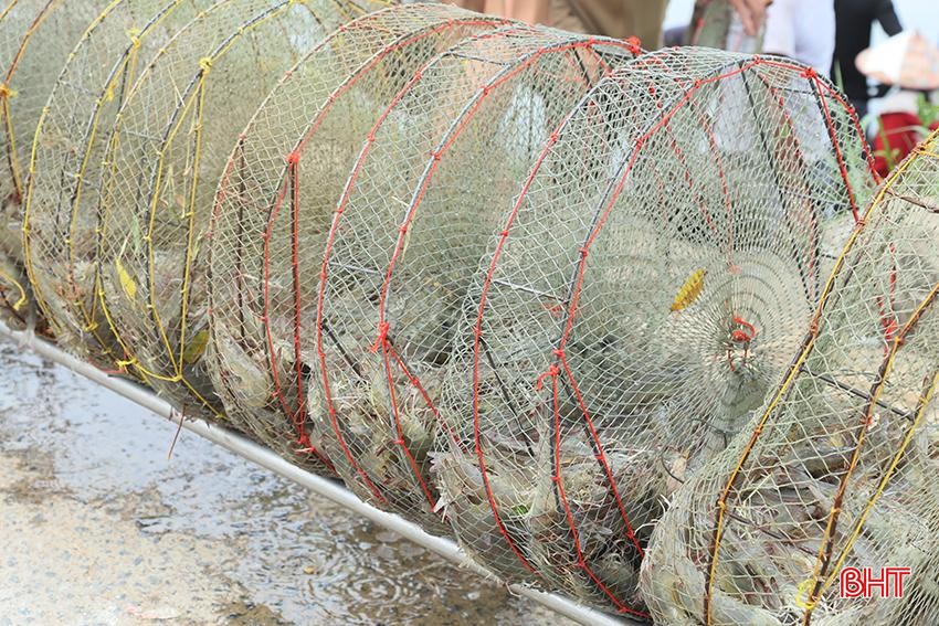 Giá tôm thương phẩm hiện dao động từ 120.000 - 130.000 đồng/kg, loại 50 con/kg. J3.jpg