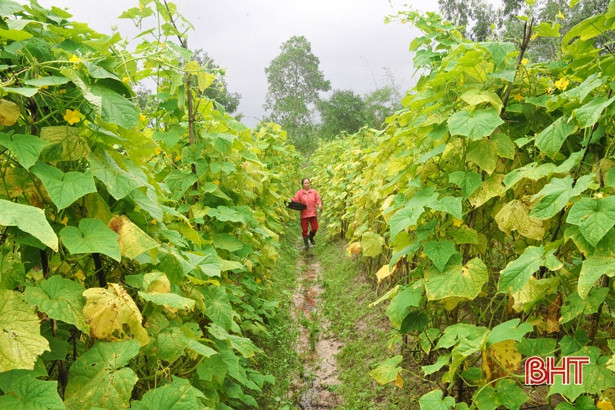 Trồng dưa chuột trái vụ, nông dân Cẩm Xuyên “hái” tiền triệu