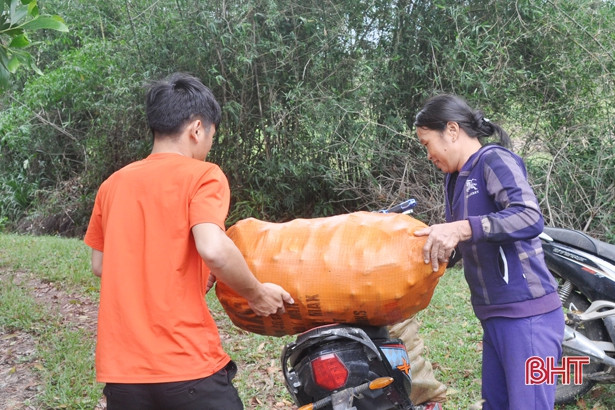 Trồng dưa chuột trái vụ, nông dân Cẩm Xuyên “hái” tiền triệu