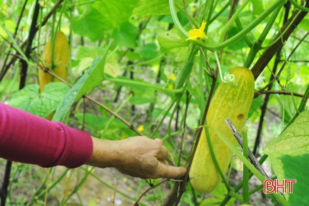 Trồng dưa chuột trái vụ, nông dân Cẩm Xuyên “hái” tiền triệu
