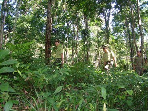 Trên đường tuần tra bảo vệ rừng đầu nguồn. Trên đường tuần tra bảo vệ rừng đầu nguồn.