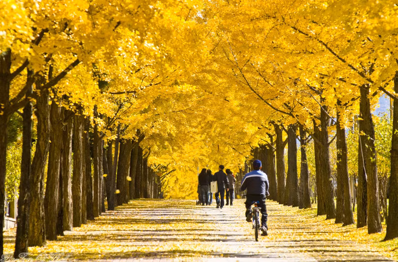 Vẻ đẹp lãng mạn của Hàn Quốc khi vào thu