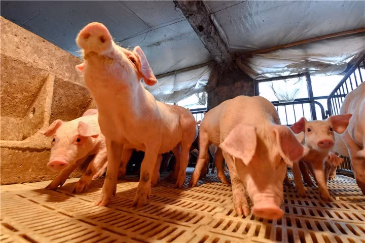 Trung Quốc tiêu hủy hơn 8.000 con lợn ngăn chặn dịch cúm heo châu Phi