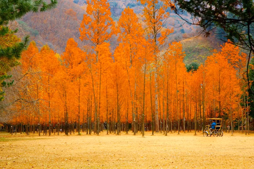 Vẻ đẹp lãng mạn của Hàn Quốc khi vào thu