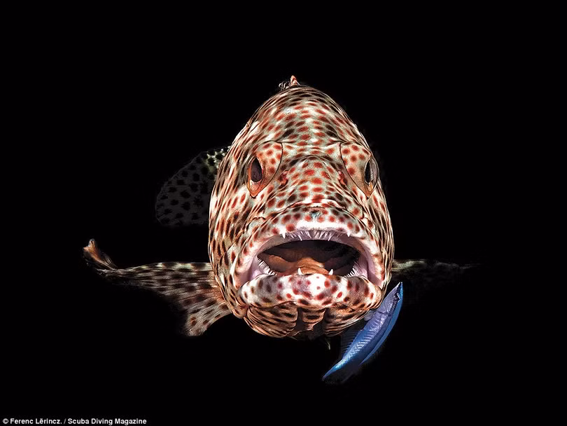 Mãn nhãn loạt ảnh chụp dưới nước đẹp nhất năm 2018