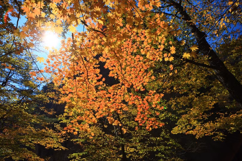 Vẻ đẹp lãng mạn của Hàn Quốc khi vào thu