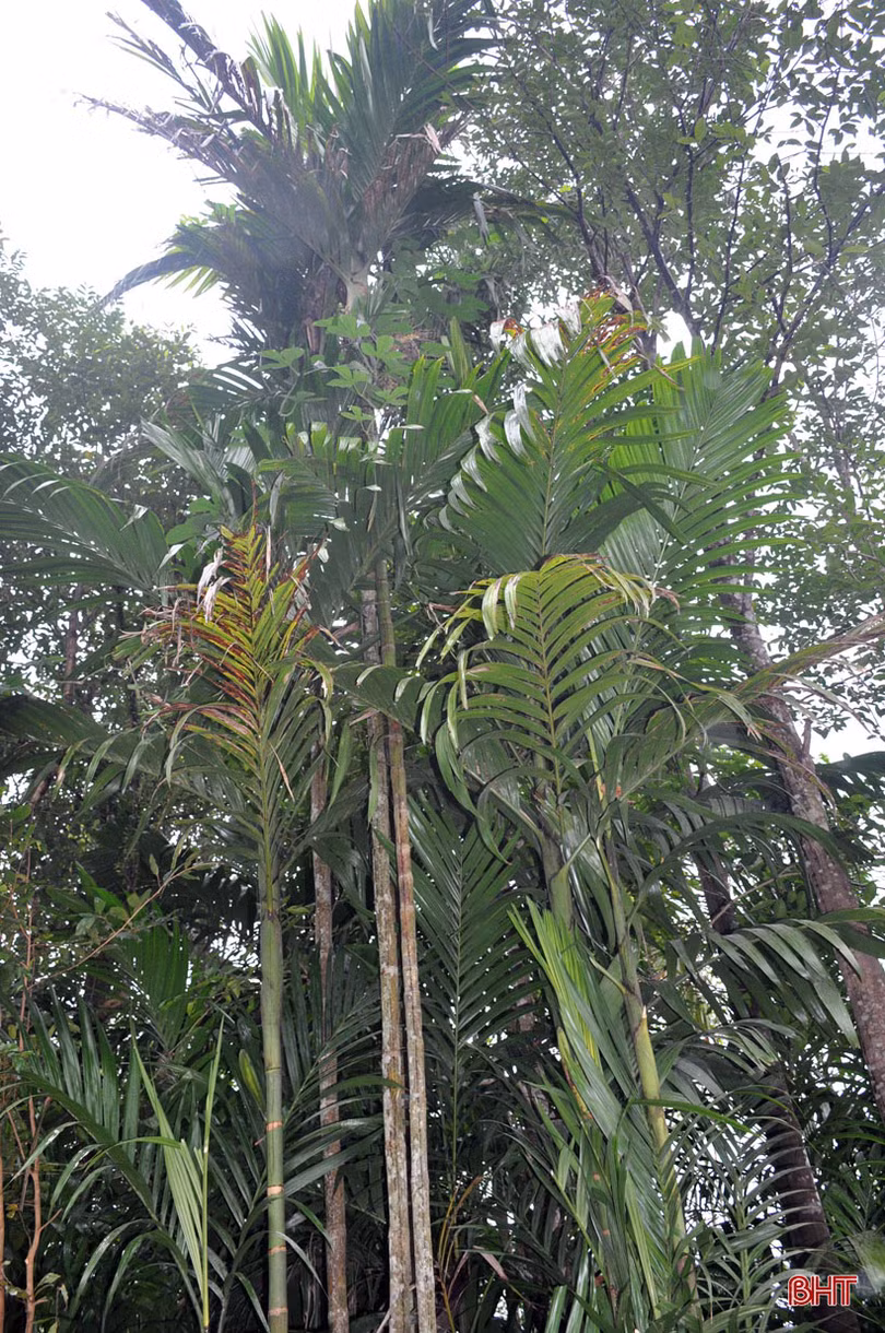 Làng làm đũa Phúc Trạch thâu đêm chuẩn bị hàng tết