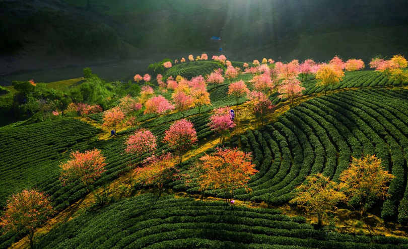 Không có tuyết, Sa Pa ấm áp tràn sắc xuân trên đồi chè Ô Long