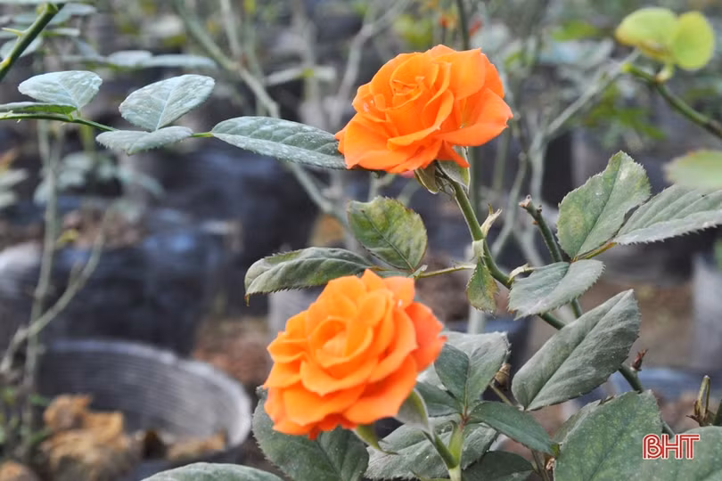 Biến phế phẩm nông nghiệp làm giá thể hữu cơ trồng rau sạch, hoa đẹp