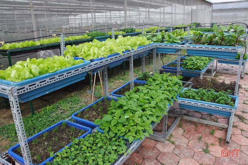 Biến phế phẩm nông nghiệp làm giá thể hữu cơ trồng rau sạch, hoa đẹp