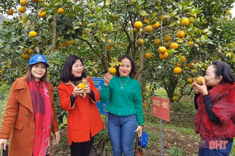 Mãn nhãn với những vườn cam trĩu quả chờ ra chợ Tết