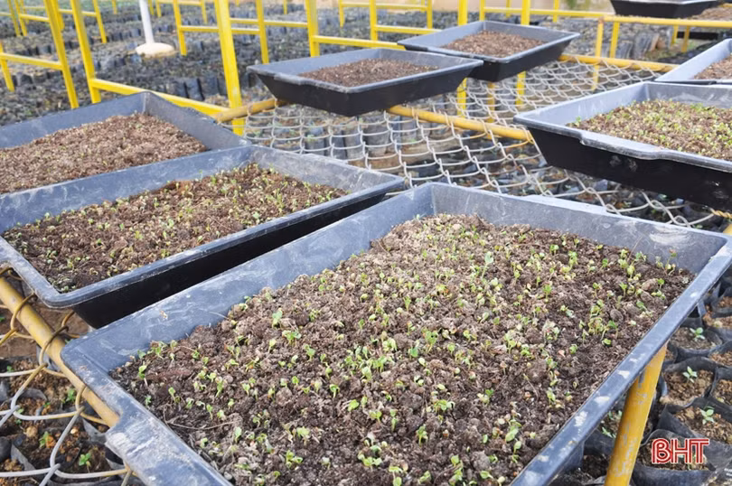 Biến phế phẩm nông nghiệp làm giá thể hữu cơ trồng rau sạch, hoa đẹp