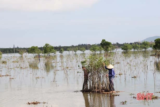 “Vành đai xanh” chống biến đổi khí hậu