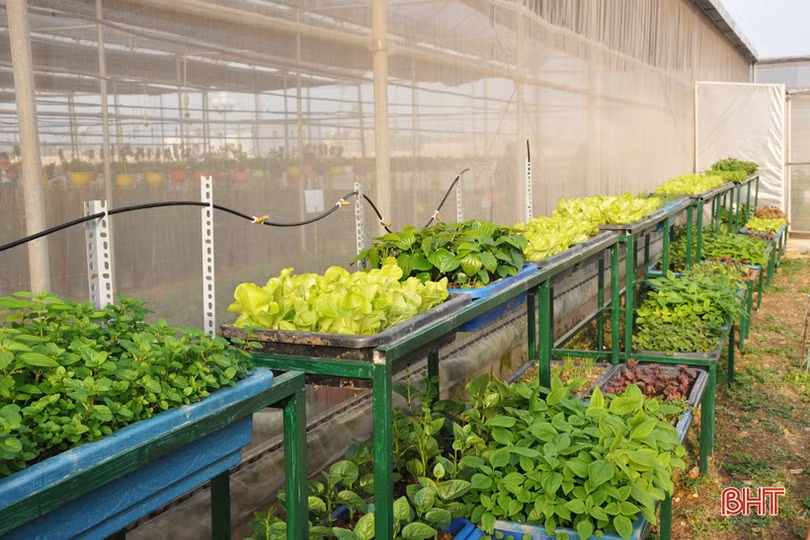 Biến phế phẩm nông nghiệp làm giá thể hữu cơ trồng rau sạch, hoa đẹp