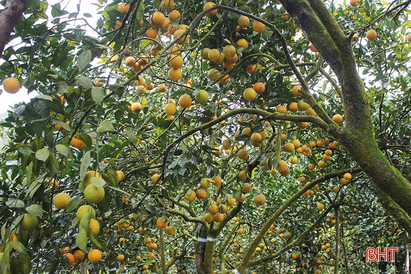 Mãn nhãn với những vườn cam trĩu quả chờ ra chợ Tết