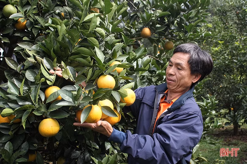 Mãn nhãn với những vườn cam trĩu quả chờ ra chợ Tết