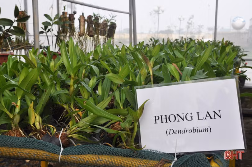 Biến phế phẩm nông nghiệp làm giá thể hữu cơ trồng rau sạch, hoa đẹp