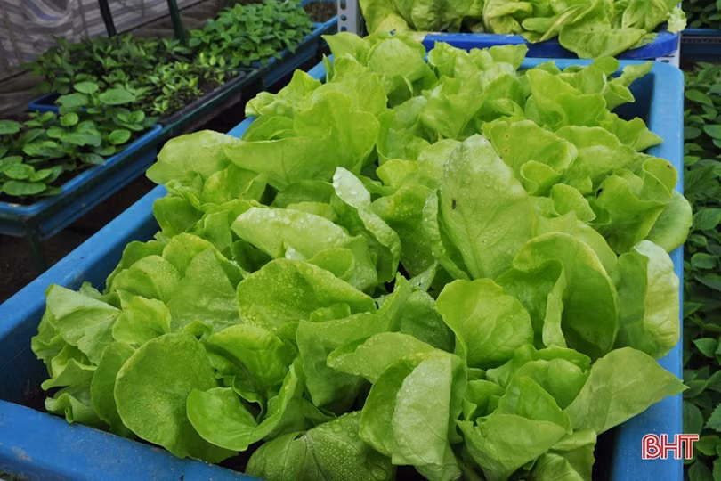 Biến phế phẩm nông nghiệp làm giá thể hữu cơ trồng rau sạch, hoa đẹp