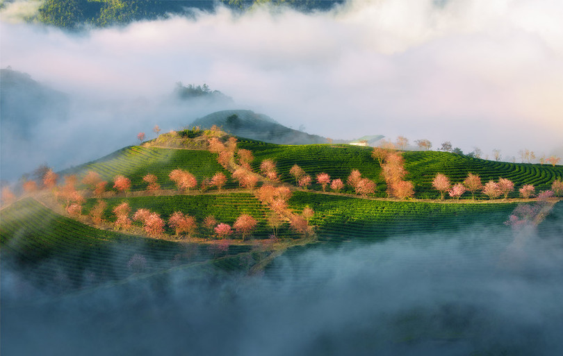 Không có tuyết, Sa Pa ấm áp tràn sắc xuân trên đồi chè Ô Long