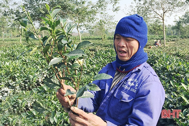 Xí nghiệp chè 20/4 đóng nộp gần 3 tỷ đồng bảo hiểm xã hội