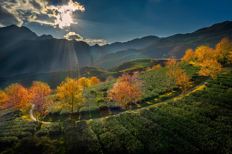 Không có tuyết, Sa Pa ấm áp tràn sắc xuân trên đồi chè Ô Long