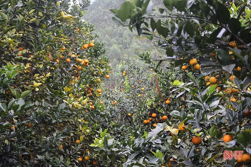 Mãn nhãn với những vườn cam trĩu quả chờ ra chợ Tết