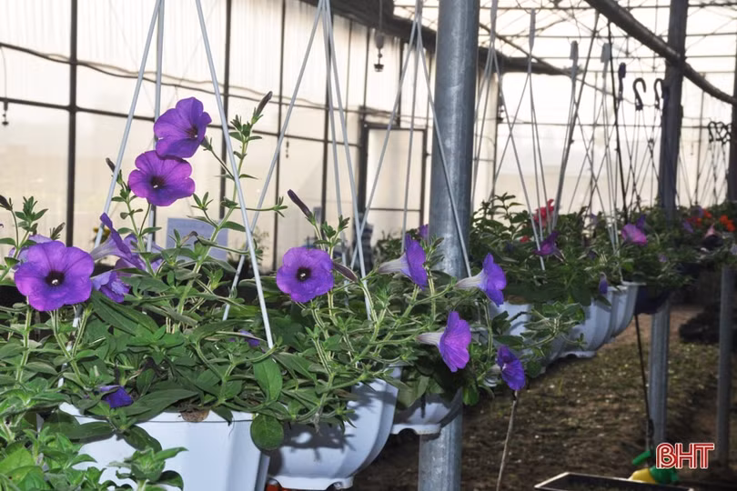 Biến phế phẩm nông nghiệp làm giá thể hữu cơ trồng rau sạch, hoa đẹp