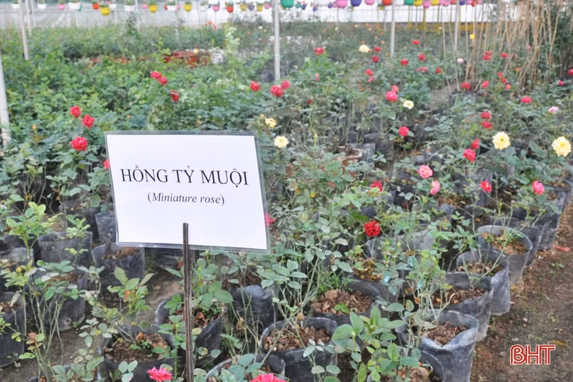 Biến phế phẩm nông nghiệp làm giá thể hữu cơ trồng rau sạch, hoa đẹp