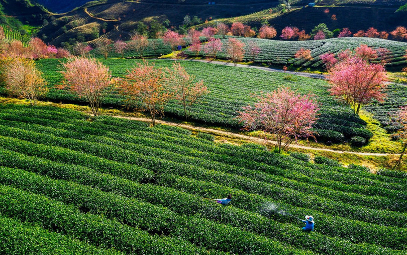 Không có tuyết, Sa Pa ấm áp tràn sắc xuân trên đồi chè Ô Long