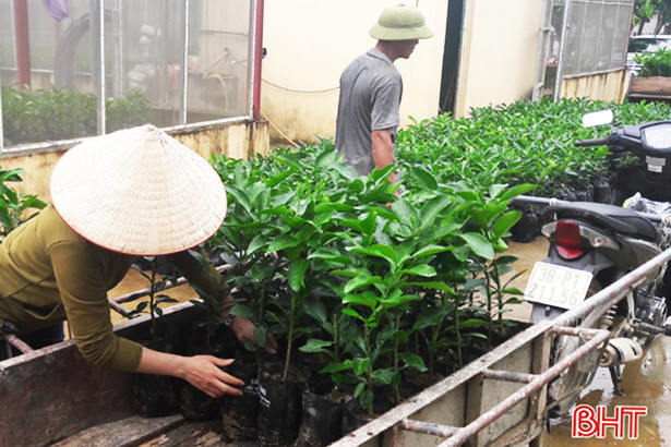 Hà Tĩnh trồng mới 8.000 ha rừng và 4, 2 triệu cây phân tán