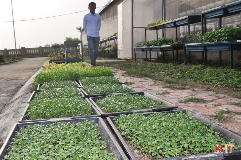 Biến phế phẩm nông nghiệp làm giá thể hữu cơ trồng rau sạch, hoa đẹp