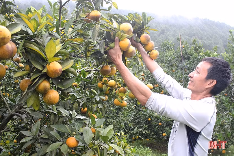 Mãn nhãn với những vườn cam trĩu quả chờ ra chợ Tết