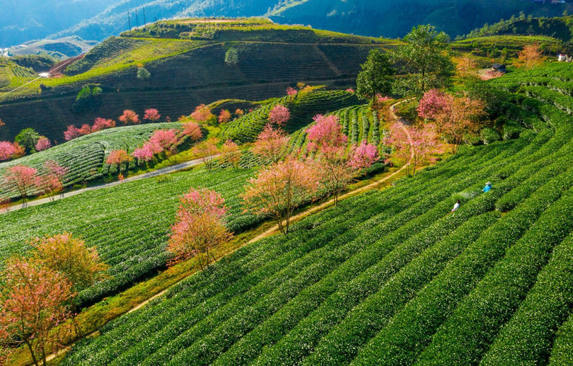 Không có tuyết, Sa Pa ấm áp tràn sắc xuân trên đồi chè Ô Long